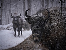 "Угости зубра": в Мордовском заповеднике запустили уникальные туры