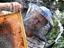Ярославских пасечников подружат с семеноводами