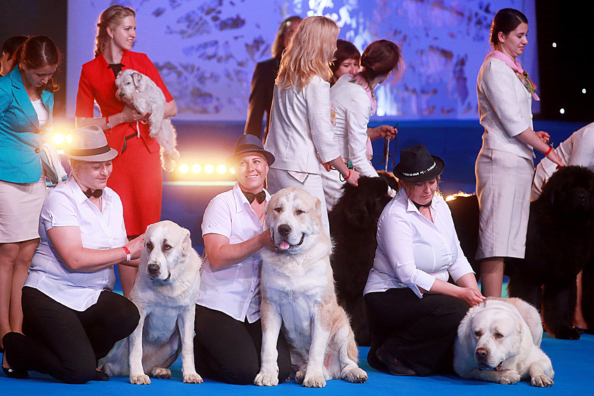 На впервые проходившее в России World Dog Show 2016 со всего мира съехались 27 тысяч собак со своими хозяевами. На выставке были представлены 350 пород, 7 из них — отечественные