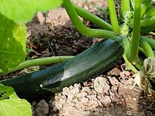 Дачникам назвали способ получить хороший урожай в следующем году