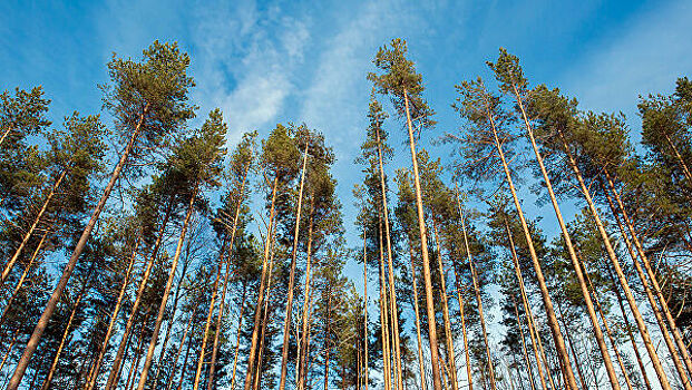 Россия потеряла миллиарды рублей на вырубке лесов