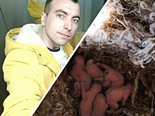 &ldquo;Меняли баннер и нашли гнездо&rdquo;: в Челябинске промышленный альпинист выхаживает новорожденных бельчат