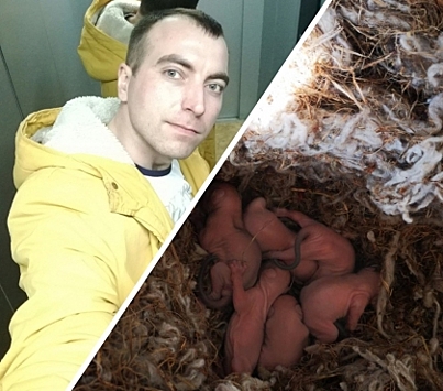 &ldquo;Меняли баннер и нашли гнездо&rdquo;: в Челябинске промышленный альпинист выхаживает новорожденных бельчат