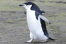 Предсказано исчезновение пингвинов в Антарктике