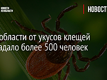 В Ленобласти от укусов клещей пострадало более 500 человек