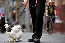 Может ли эволюция куриц быть связана с распространением религии