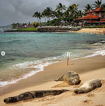 Туриста на Гавайях оштрафовали на 1500 долларов за прикосновение к тюленю