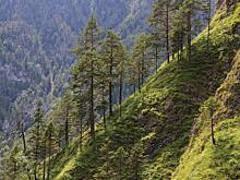 Зачем ехать в Налибокскую пущу