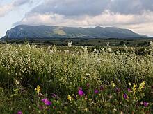 При Украине Крым зарос коноплей. Зеленский хочет повторить
