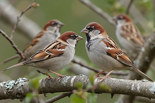Орнитологи бьют тревогу из-за исчезновения воробьёв в городах