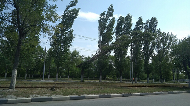 В Заводском районе Саратова огромное дерево рухнуло на провода