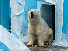 Плодовитый Кай из Новосибирского зоопарка отмечает 18-летие
