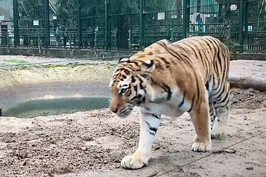 В зоопарке Деда Мороза в Великом Устюге поселилась амурская тигрица