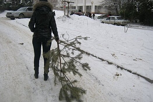 Пункты приема использованных новогодних елок открылись в крупных городах Подмосковья