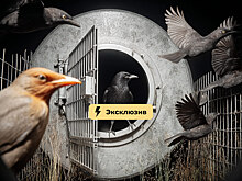 Оберег от прокурора. Почему российские бизнесмены осваивают личные фонды