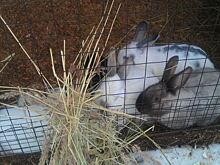 Какие ветки можно давать кроликам – 26 безопасных вариантов