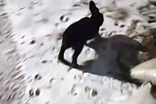 Злой кролик затерроризировал жителей города