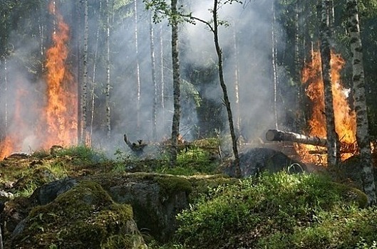 Ответственность за нарушение пожарной безопасности в лесах хотят ужесточить