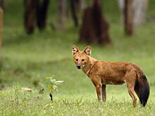 Красные волки переехали из нижегородского зоопарка «Мишутка»