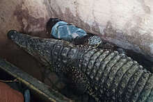 В Орске таможенники нашли крокодила в кузове грузовика, ехавшего в Казахстан