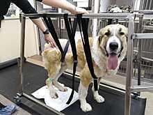 Новосибирцы сделали ходунки для алабая Гоши — он снова сможет ходить