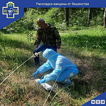 В лесах Калужской области начали разбрасывать вакцину против бешенства