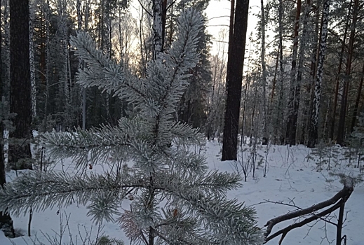 СК раскрыл значимый факт в деле исчезнувшей семьи Усольцевых в Красноярском крае