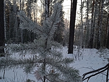 СК раскрыл значимый факт в деле исчезнувшей семьи Усольцевых в Красноярском крае
