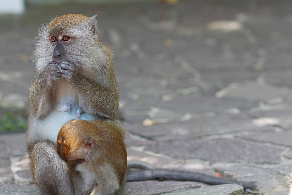 Заповедник Букит Тима, Сингапур, Сингапур