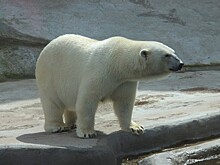 Эксперт рассказал о главных угрозах для белых медведей