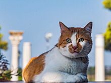 Античные хвосты: кот Мостик встретился с коллегами из Херсонеса