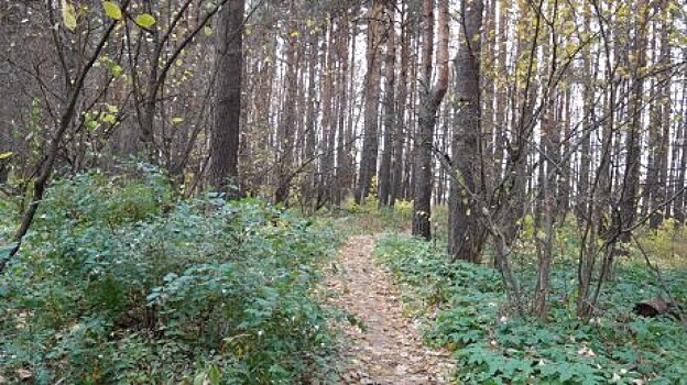 Вымогатели, заманившие жертву в лес в Богословке, предстанут перед судом