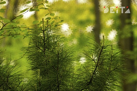 Особый противопожарный режим ввели еще в пяти районах Хабаровского края