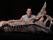 Таинственный вид «драконов», живший 95 миллионов лет назад, обнаружен в Сахаре