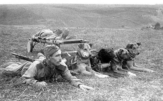 Как во время войны 150 служебных собак атаковали наступающих немцев