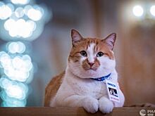 Яровая и Раневская: Кот Мостик посетил Крымский драмтеатр