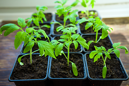 4 секрета, помогающих вырастить отличную рассаду томатов