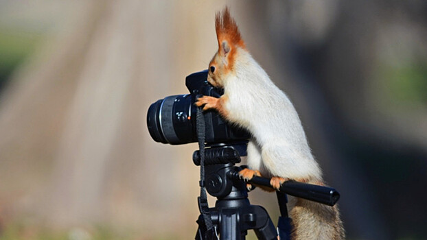Шесть популярных российских фотографов-натуралистов