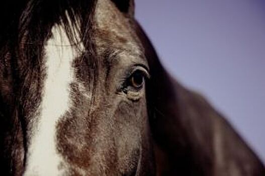 В Карачаево-Черкесии до конца года пересчитают лошадей карачаевской породы