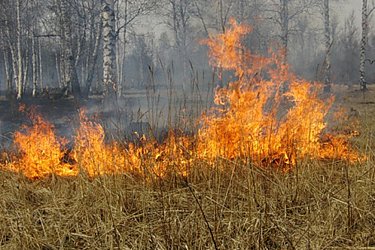 Площадь лесных пожаров в Хабаровском крае продолжает сокращаться