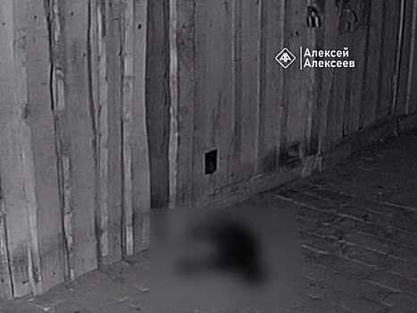 Неизвестные отравили бездомных котиков в Дзержинске