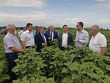 "Сингента" локализует в Самарской области производство семян гибридов подсолнечника