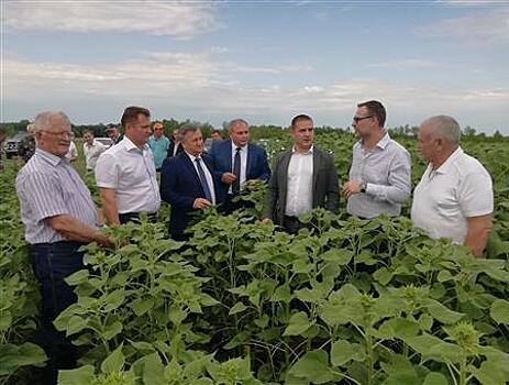 "Сингента" локализует в Самарской области производство семян гибридов подсолнечника