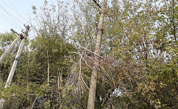 В доме в г. Льгове Курской области из-за веток клена искрят провода и отключается свет