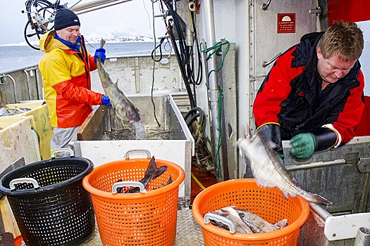 Правительство РФ одобрило закрытие Баренцева моря для рыболовов Великобритании