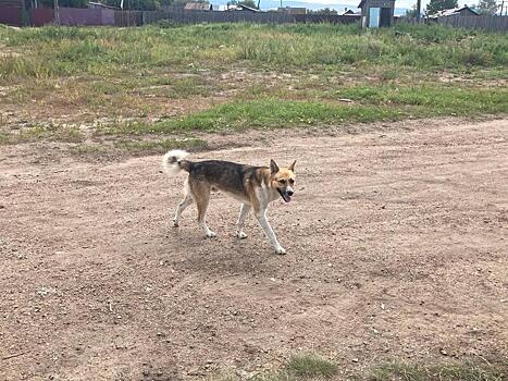 В Чите за сутки отловили 25 собак