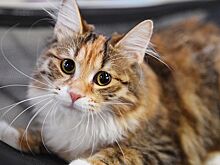 Стало известно, сколько животных спасли столичные водители мусоровозов