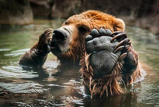 Медведей расстрелять, Сибирь отдать — владелец крымского сафари-парка