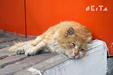 Кот из Мариуполя едет к родным во Владивосток