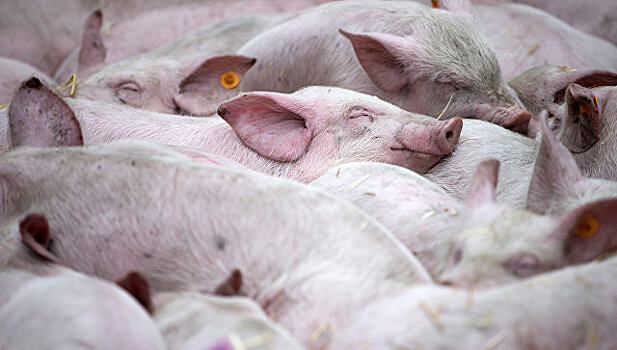 В Одесской области зафиксировали вспышку африканской чумы свиней